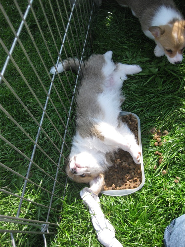 Puppies
